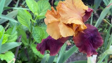 Bulanık arkaplanda sarı-kahverengi iris çiçeği