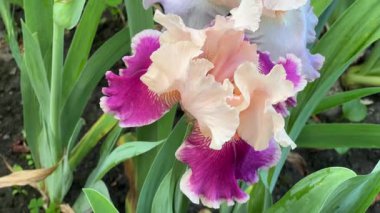 Bulanık arkaplanda pembe-beyaz iris çiçeği