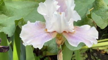 Kıvırcık yapraklı, beyaz-pembe iris çiçeği.