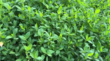 Bulutlu bir sabahta çimenlerle kaplanmış bir çayır.