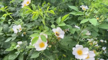Güneşli bir sabah beyaz çiçeklerle açan gül çalısı.