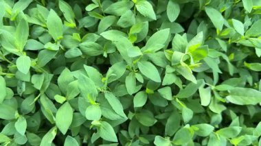 Bulutlu bir sabahta çimenlerle kaplanmış bir çayır.