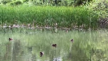 Kara bulutlu bir günde orman gölünde yüzen yaban ördekleri