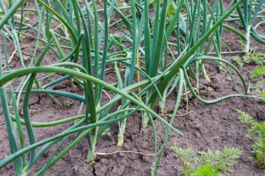 Tarlada yetişen yeşil soğanlı genç bitkilerin sıraları, bulutlu bir sabahta toprağın arka planının alt görüntüsü.
