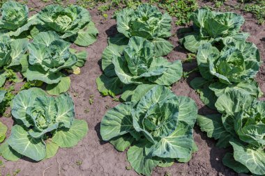 Genç bitkilerin olgunlaşmamış beyaz lahanaları bir tarlada yapraklarından lahana kafaları oluştururken güneşli bir günde bir toprağın arka planında görülür.