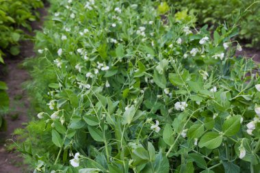 Çiçek açan bezelyelerden oluşan bir sıra diğer sebze bitkilerinin arasında yaz günü kapalı bir tarlada.