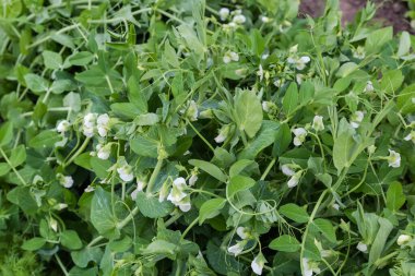 Yaz aylarında bir tarlada çiçek açan bezelyelerin genç bitkileri.