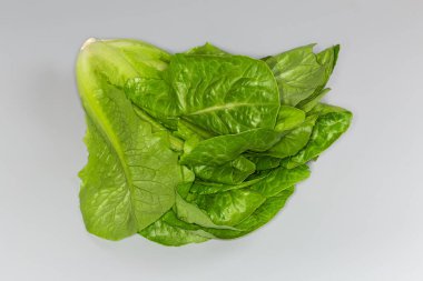 Uzun yaprak romaine marulu ya da gri arka planda yeşil yapraklı marul.