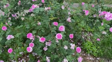 Bulanık arka planda açan pembe gülün çalısı