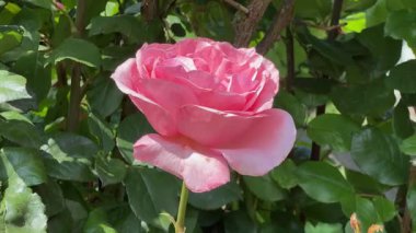 Güneşli bir günde, bahçenin pembe çiçekleri yaklaştı.