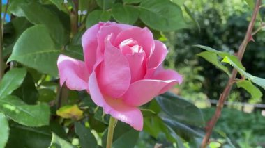 Güneşli bir günde, bahçenin pembe çiçekleri yaklaştı.