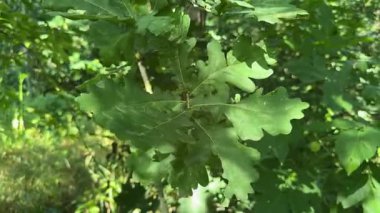 Güneşli bir günde yeşil yapraklı ortak meşe dalı