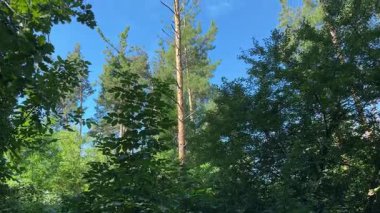 Güneşli bir gecede rüzgarda sallanan yüksek çamlı bir orman.