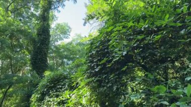 Ağaç gövdeleri ile kaplanmış yüksek çam ağaçları ormandaki tırmanma bitkileriyle