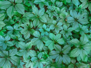 Koyu yeşil üzüm yaprakları yerde sürünen bir sapın üzerinde, bulutlu bir günde tepeden görünür.