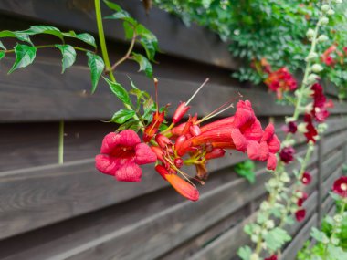 Bulutlu bir günde, kahverengi ahşap çitlerin ve diğer çiçeklerin bulanık arka planında sarkan kırmızı çiçeklerle çiçek açan süslü bir trompet ağacı.