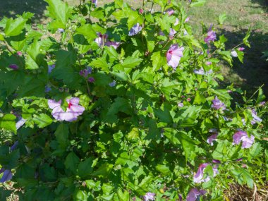 Hibiscus Syriacus çalısı, Sharon gülü olarak da bilinir, ya da pembe çiçekli gül gülü, çiçek tomurcukları ve güneşli bir günde yeşil yapraklar, bulanık bir arkaplanda üst görünüm
