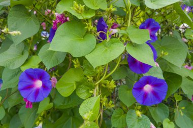 ipomoea bitkisi mi, yoksa bulutlu bir günde mavi-mor renkli çiçeklerle örgü çitlere tırmanmak mı?