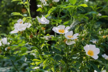 Çalının tepesinde büyüyen vahşi köpek, güneşli bir sabahta beyaz çiçeklerle gülüyor.