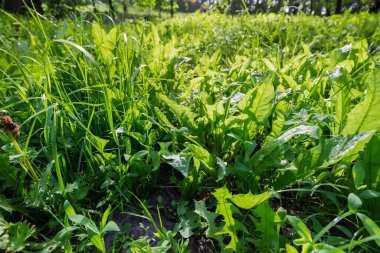 Çayırın bir parçası farklı otlarla kaplanmış ilkbaharda güneşli bir sabahta arka ışıklandırmada, düşük bir çekim noktasından yakın çekim
