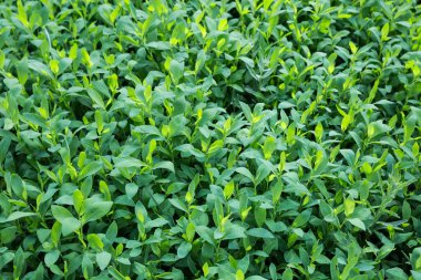 Bahar mevsiminde taze yeşil yaprakları olan çimenlerin kökleri, güneşli bir çayırda güneşli bir sabah, en üstte yakın plan seçici odaklı sığ alan derinliğinde.