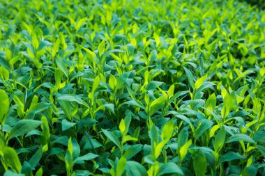 Bahar mevsiminde taze yeşil yaprakları olan çimenlerin kökleri, güneşli bir çayırda güneşli bir sabah, seçici odak noktasında yakın plan, sığ alan derinliğinde.