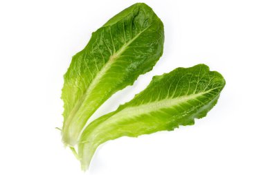 İki ayrı yeşil romaine marul yaprağı, ya da beyaz arka planda sağlam kaburgalı marul, üst manzara