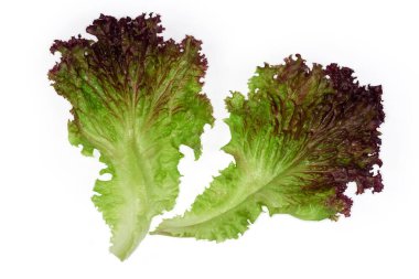 Parlak bordo renginde kıvırcık kenarlı taze kırmızı marul yaprakları beyaz arka planda Lollo Rossa Cultivar.