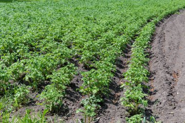 Yaz güneşli bir günde patates tarlasının kenarında sıra sıra patates yetiştirilmiş.