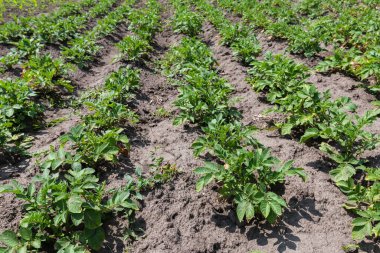 Yazın güneşli bir günde patates tarlası.