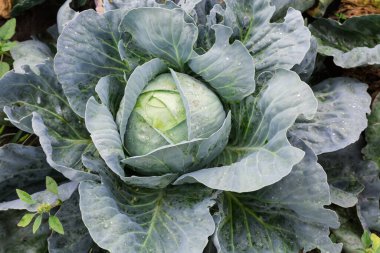 Geç çeşitlilikte beyaz lahana başı kapalı kapalı kapalı bir alanda çiy damlaları ile kapalı kapalı kapalı yakın çekim sabah