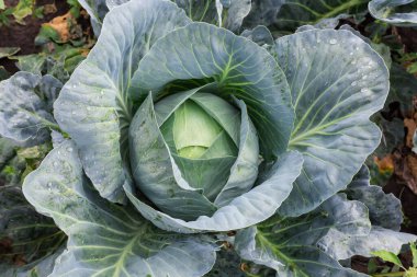 Geç çeşitlilikte beyaz lahananın başı bulutlu bir sabahta bir tarlada çiğ damlalarıyla kaplıdır.