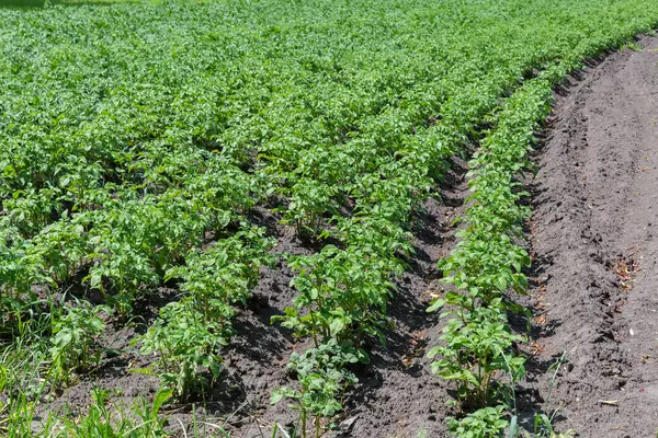 Yaz güneşli bir günde patates tarlasının kenarında sıra sıra patates yetiştirilmiş.