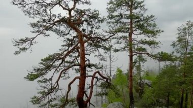 Dağların zirvesi, yağmur sırasında sisli ormanlarla kaplıydı.
