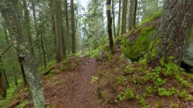 Dağdaki orman, yağmurlu bir günde kayalık çıkıntılarla kaplı.