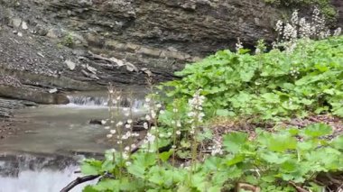 Zamlatsky Şelalesi Ukrayna Karpatları 'ndaki katmanlı kayalardan düşüyor