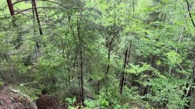 Ormanın bir kısmı bulutlu bir günde dik bir dağ yamacında.