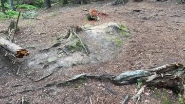 Bulutlu bir günde dağ yamacında köknar ormanının bir parçası