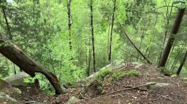 Ormanın bir kısmı bulutlu bir günde dik bir dağ yamacında.