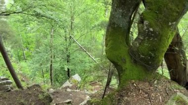 Ormanın bir kısmı bulutlu bir günde dik bir dağ yamacında.