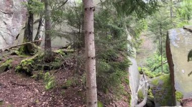 Kaya bulutlu bir günde dağ ormanında ortaya çıkar.