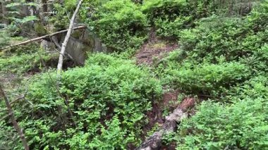 Dağ ormanlarındaki bulutlu yaban mersiniyle kaplanmış taş yerleştirme yerleri.