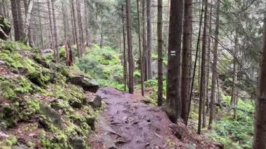Dağ yamacındaki orman, yürürken kayalık çıkıntılarla kaplı.