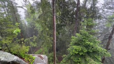 Dik kayalıklardaki ağaçlar, yağmur sırasında sisli yamaçlar.