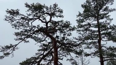 Yağmurda sislerin içinde uçurumun kenarındaki eski çamlar