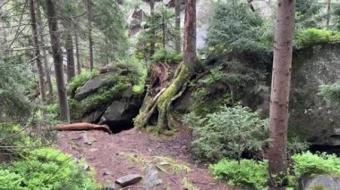 Kaya bulutlu bir günde dağ ormanında ortaya çıkar.