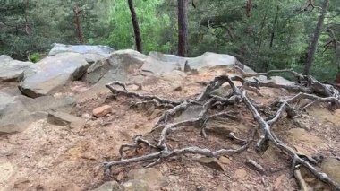 Dağların yamacındaki ormandaki eski çamlar kayaların tepesinden