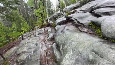 Yağmur sırasında dağın zirvesinde ağaçlarla kaplı nemli kayalar.