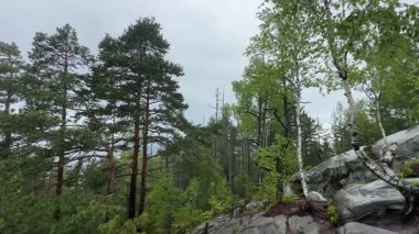 Dağların zirvesi, yağmur sırasında sisli ormanlarla kaplıydı.