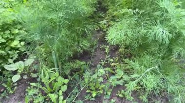 Yakın planda yetişen genç dereotları.